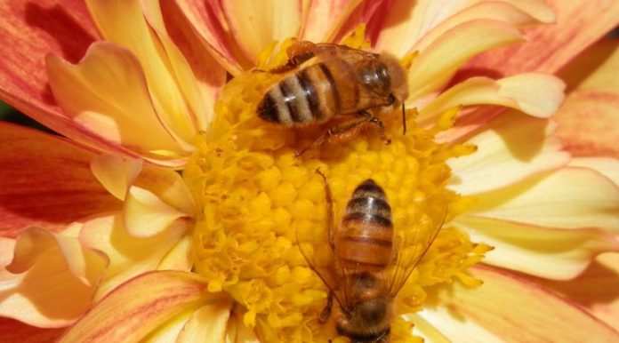 pszczoły domena.jpg